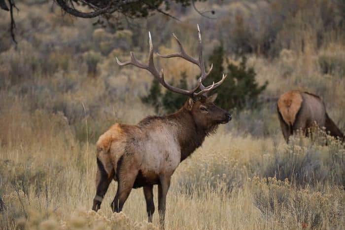 bull elk m.jpg