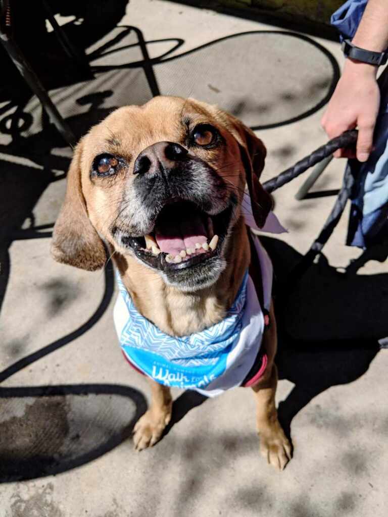 Giornata del cane, la storia della della ciclista che ha creato questa mappa GPS in ricordo del suo fidato amico (volato sul ponte) 1 cane disegno gps