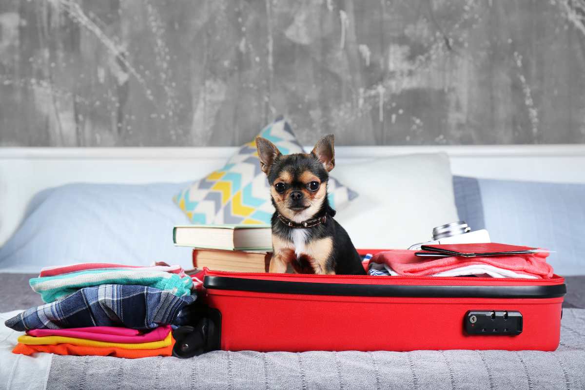 Se voli con questa compagnia puoi portare il tuo cane in cabina (se pesa meno di 8 kg) 1 cane aereo.jpg