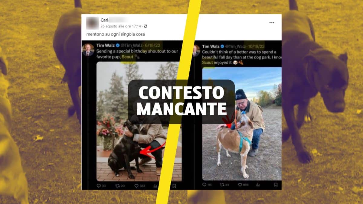 cane di tim walz accuse infondate 0.jpg