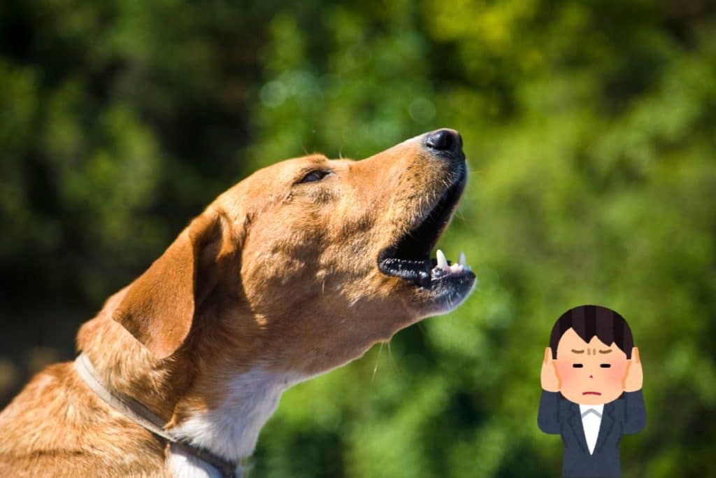 cane abbaia.jpg