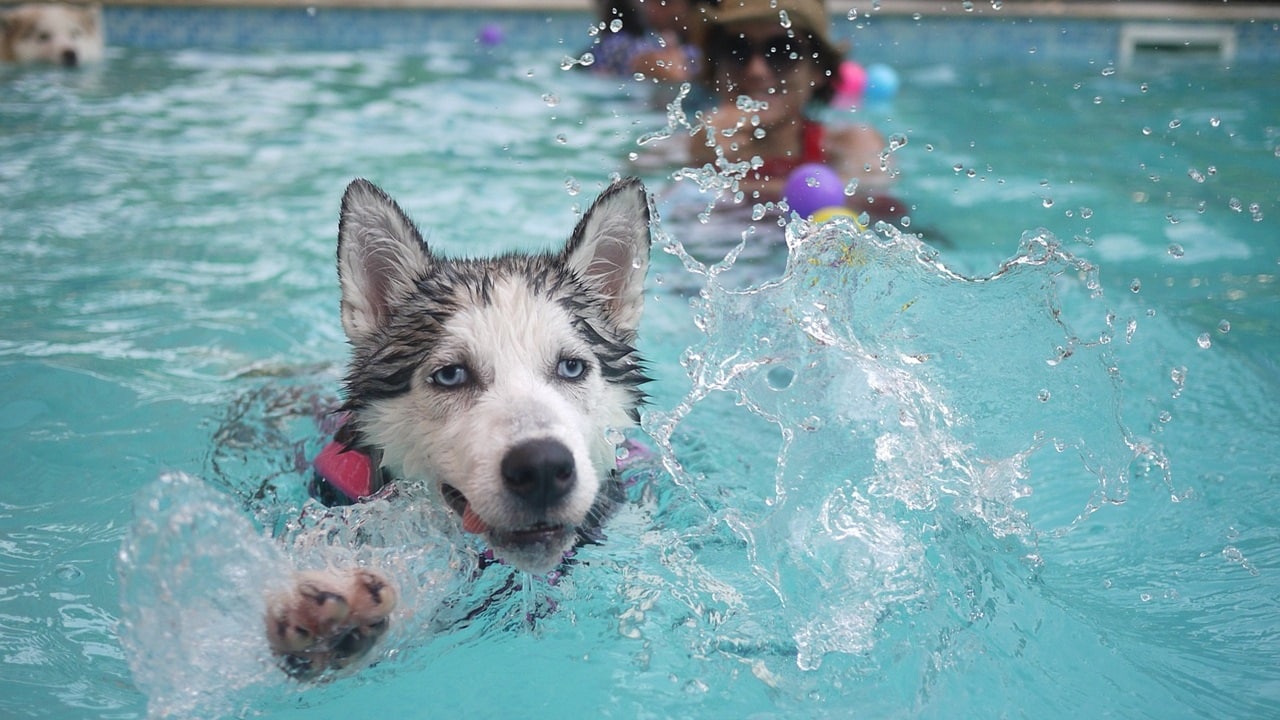 cani piscina.jpg