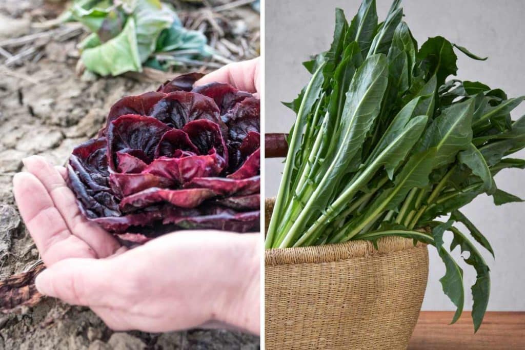 cicoria e radicchio orto.jpg