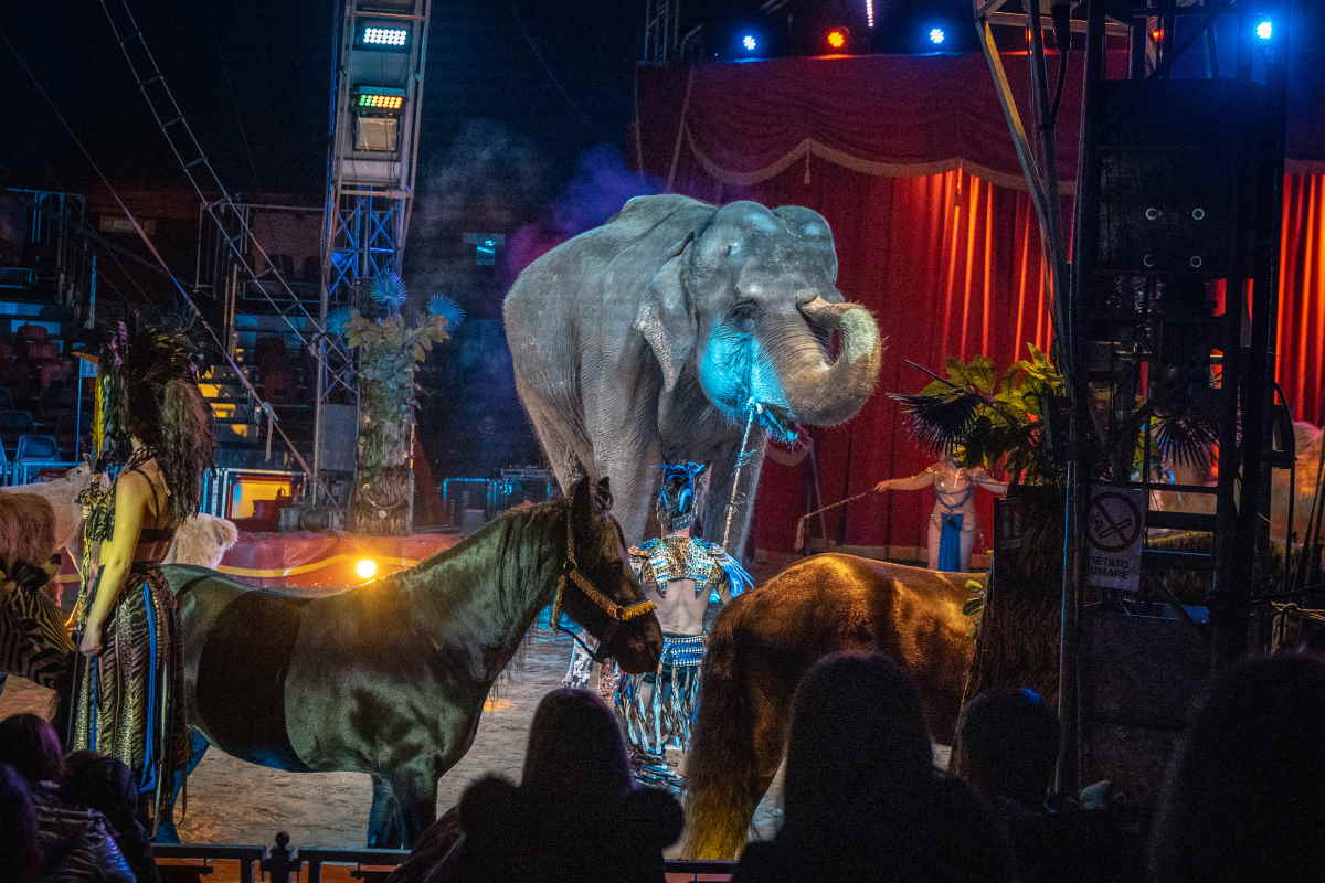Divieto animali nei circhi, rinviata di un anno la legge per mettere al bando la crudeltà negli spettacoli (che continuiamo a finanziare noi) 1 circhi.jpg
