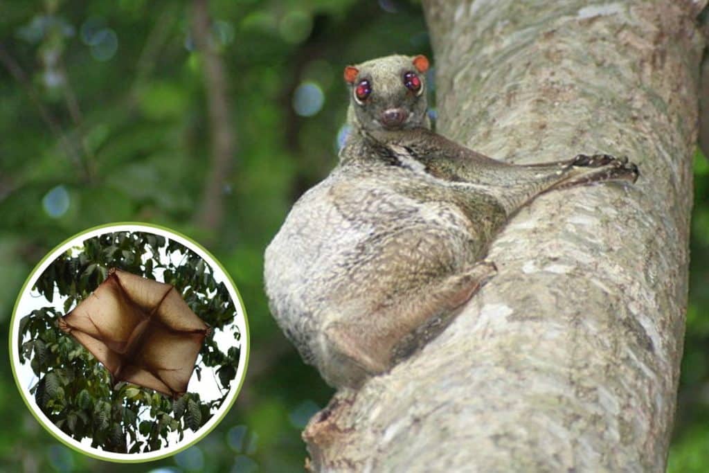 colugo.jpg