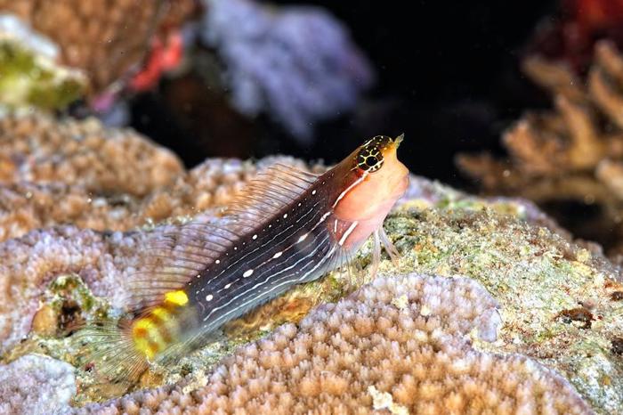 combtooth blenny m.jpg