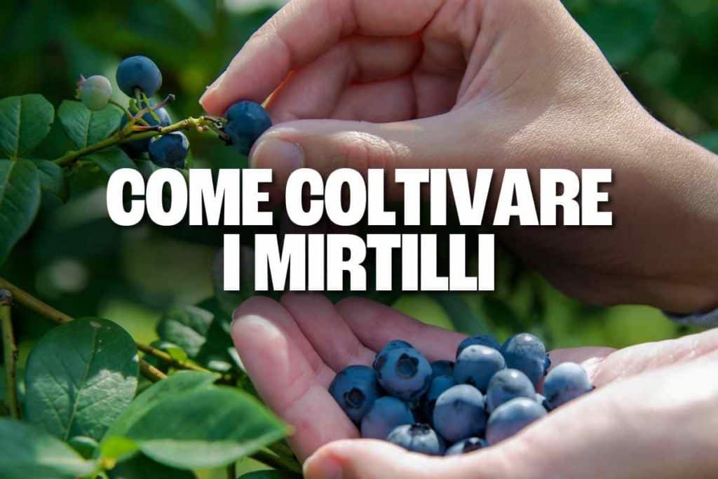 come coltivare mirtilli.jpg