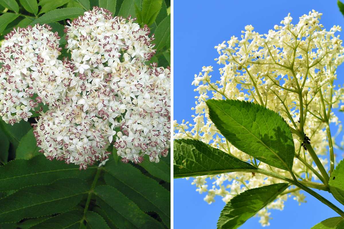Sai riconoscere il sambuco buono da quello tossico? (ti svelo come farci una buonissima marmellata) 1 come riconoscere sambuco.jpg