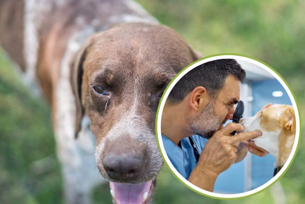 congiuntivite cane 1.jpg