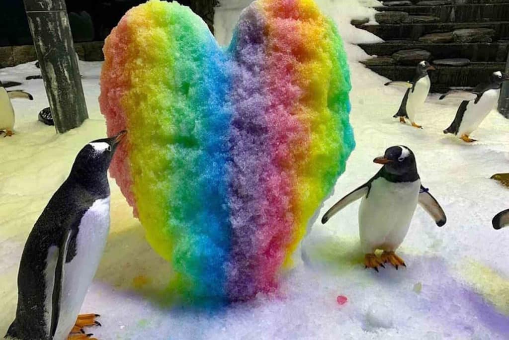 coppia pinguini.jpg