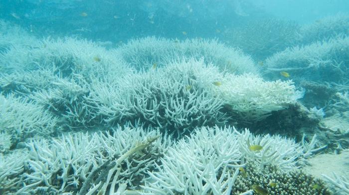 coral white m.jpg