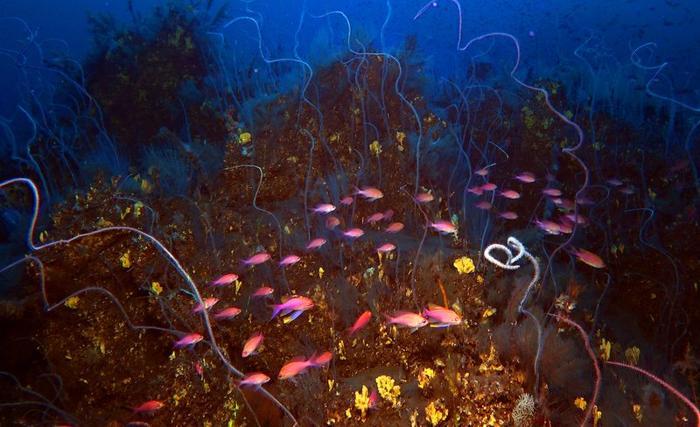 corals and pink fish in the underwater lava of the tajogaite volcano in la palma m 1.jpg