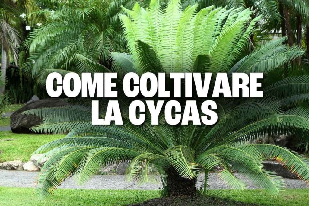 cycas revoluta.jpg