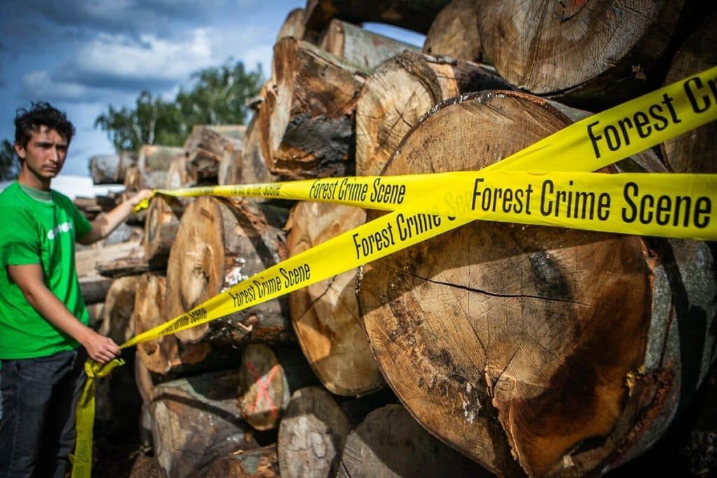 deforestazione svezia.jpg