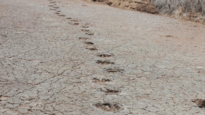 dinosaur footprints track m.png