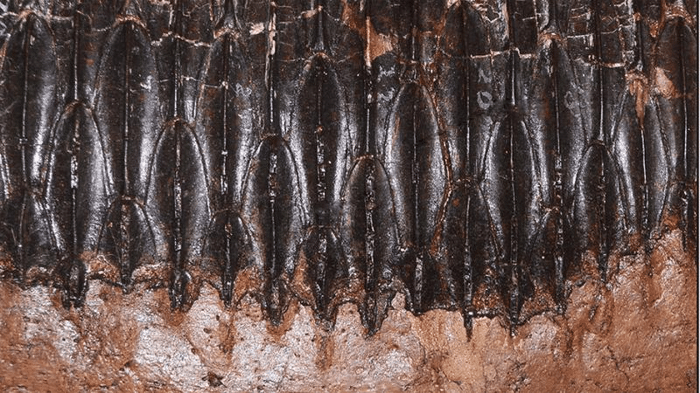 dinosaur teeth m.png