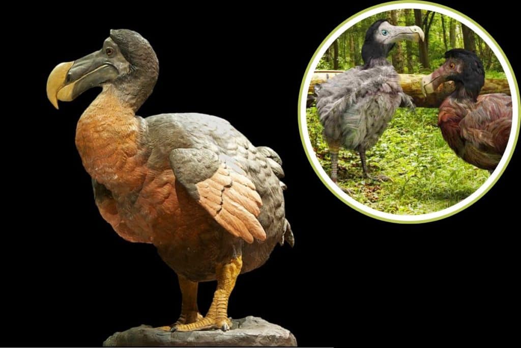 dodo.jpg