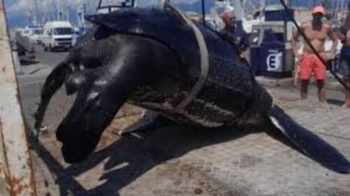 Una tartaruga gigante trovata morta nelle acque della Versilia 1 download 1 500x281.jpg