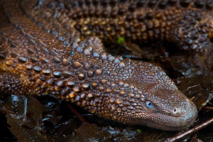 earless monitor lizard m.jpg