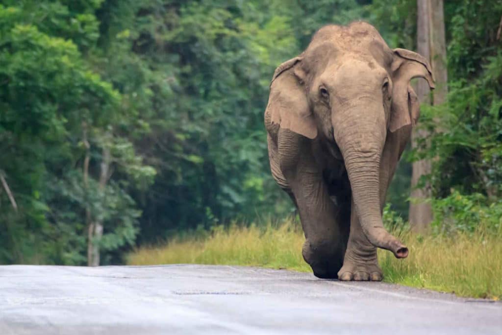 elefante asiatico.jpg
