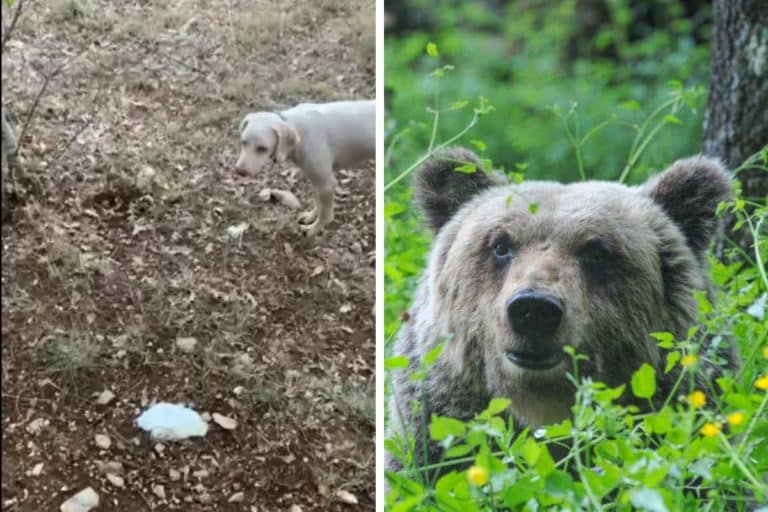 esche avvelenate parco nazionale abruzzo.jpg