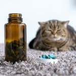 farmaci veterinari gatti.jpg