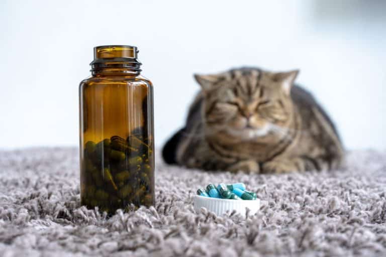 farmaci veterinari gatti.jpg