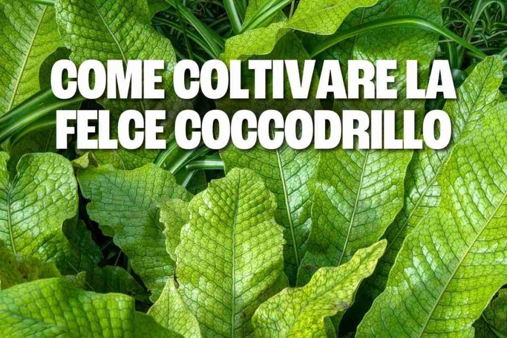 felce coccodrillo 2.jpg