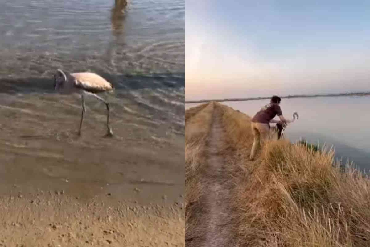 Follia per un selfie: questo fenicottero in difficolta è stato circondato dai bagnanti sulle spiagge di Rimini (ma ora è di nuovo libero) 1 fenicottero.jpg