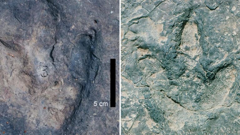 figure 5 footprints split 1 1024x576.jpg