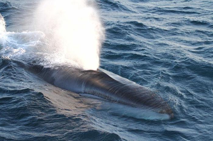 fin whale m.jpg