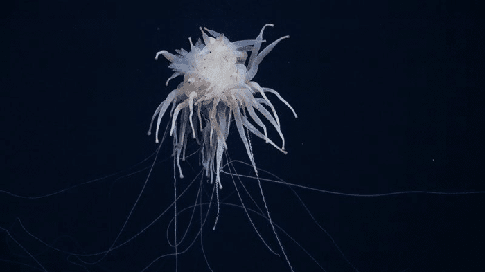 flying spaghetti monster m.png
