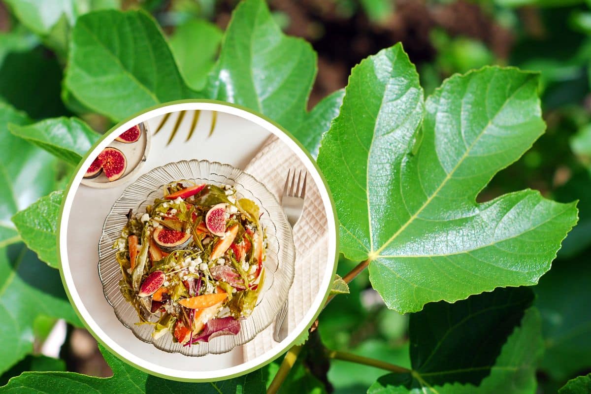 foglie di fico cucina.jpg