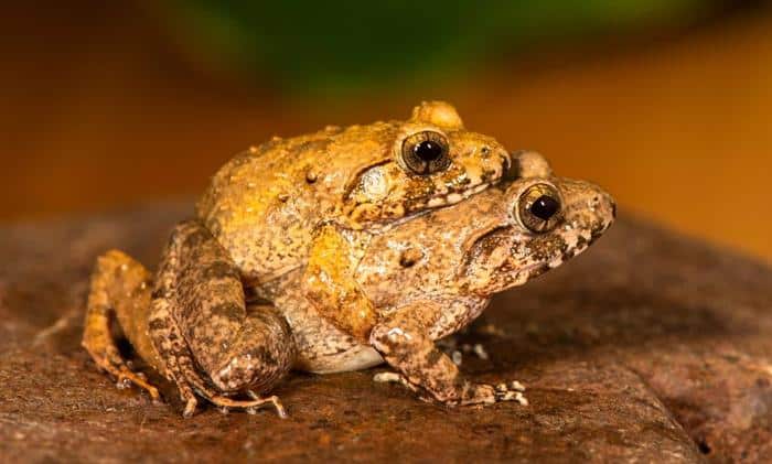 La straordinaria riproduzione a testa in giù delle rane di Charles Darwin 1 froggies m 1.jpg