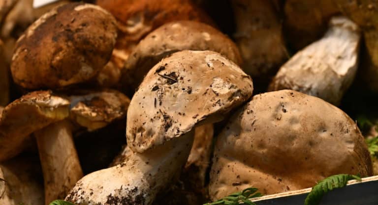 L’arma segreta contro i capelli ricci? Sta nei funghi. La crema «miracolosa» sbarca sul mercato Uk 1 funghi.jpg