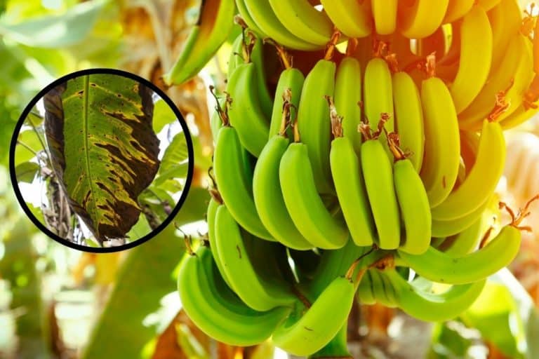 fungo banane.jpg