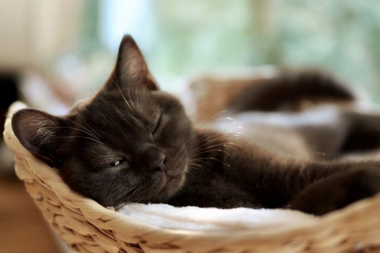 fusa gatti.jpg