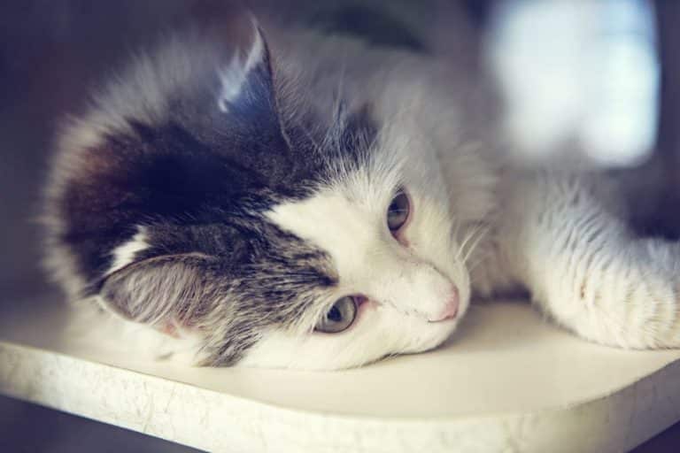 gatti soffrono per il lutto.jpg