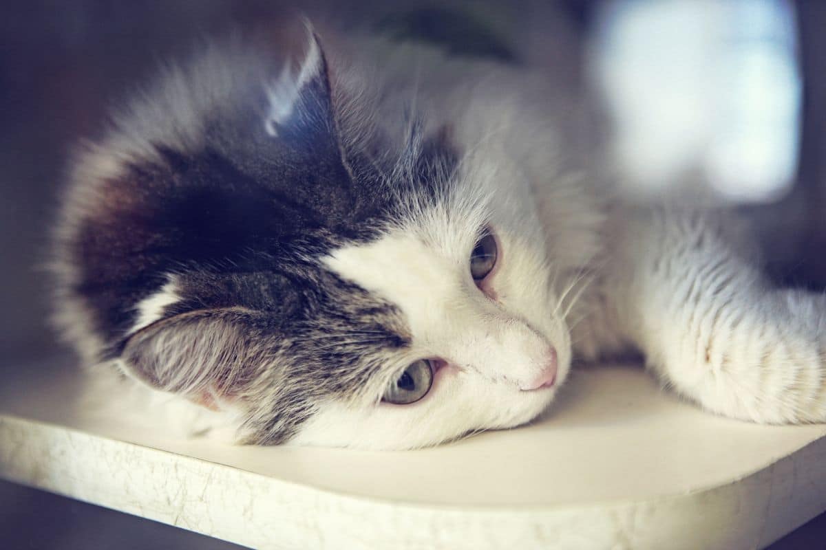 gatti soffrono per il lutto.jpg