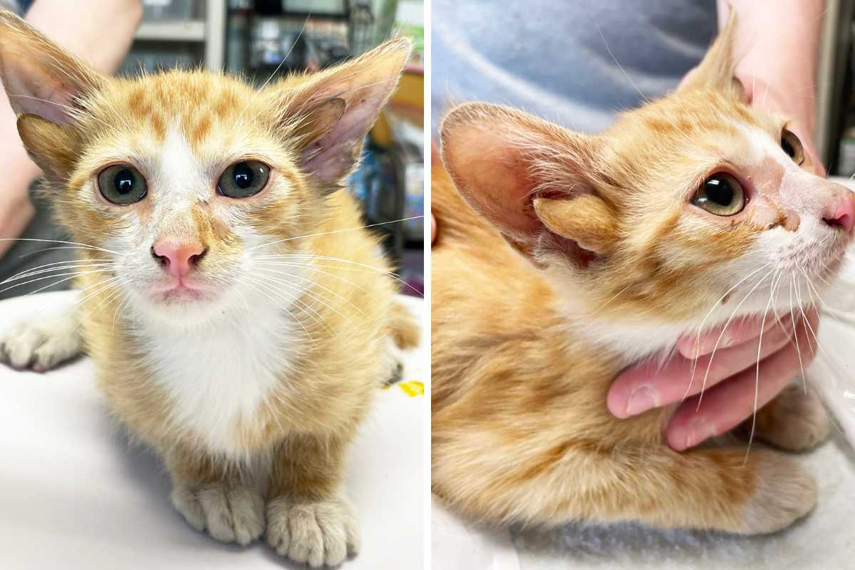 La tenera storia di Audio, il gattino nato con 4 orecchie e abbandonato insieme ai suoi fratellini 1 gatto 4 orecchie.jpg
