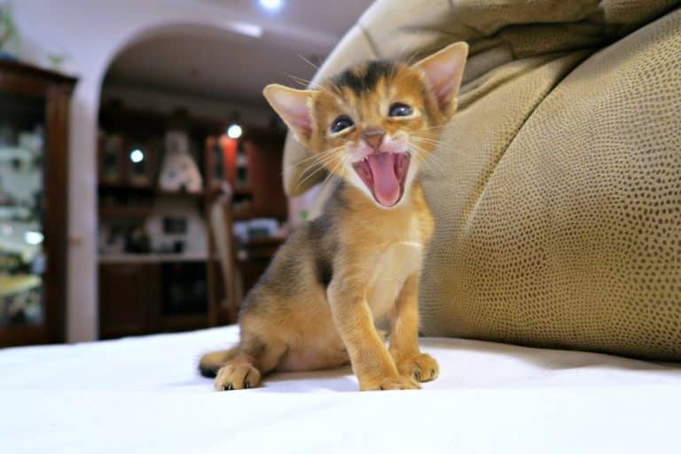gatto fa pasta.jpg