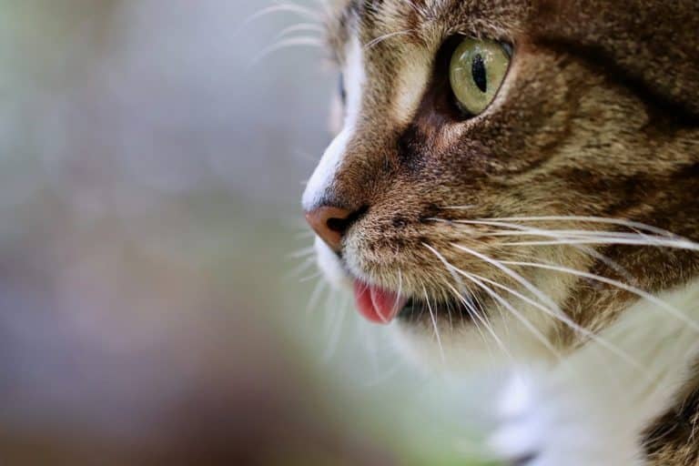 gatto sbava.jpg