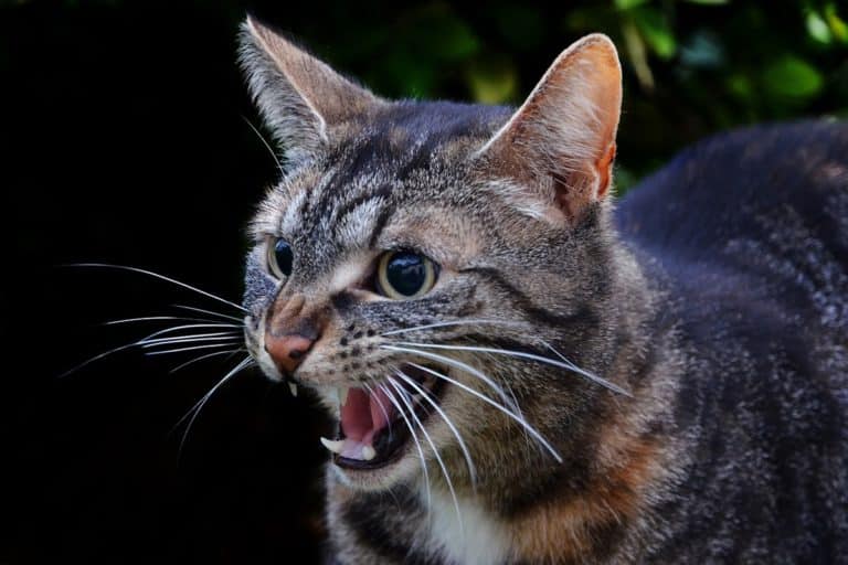 gatto soffia.jpg