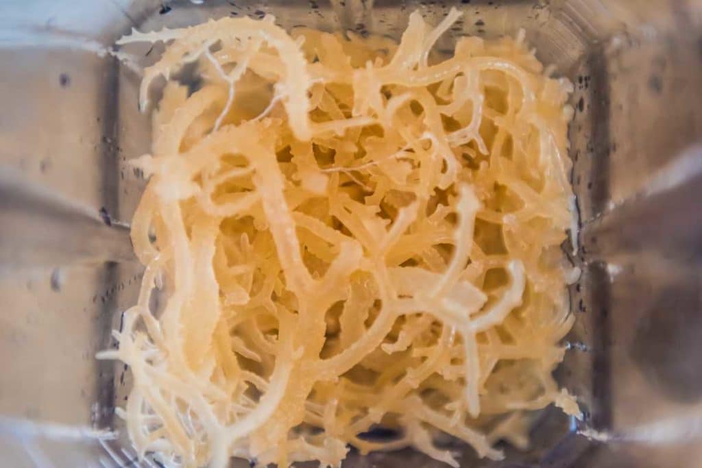 gel di muschio marino.jpg