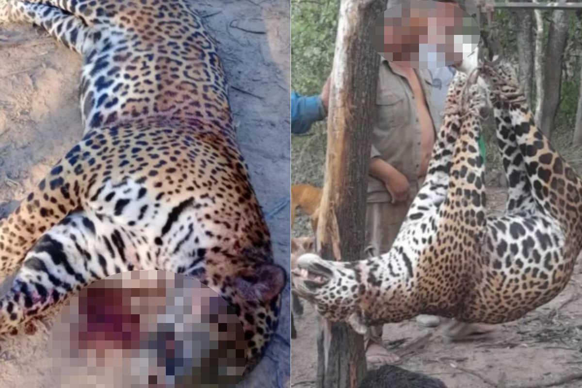 Cacciatori di trofei uccidono e scuoiano un giaguaro protetto per poi postare le immagini sui social, arrestato uno dei bracconieri 1 giaguaro.jpg