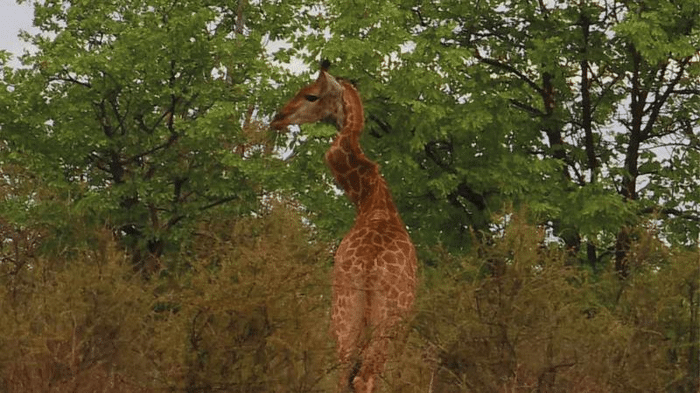 giraffe m.png
