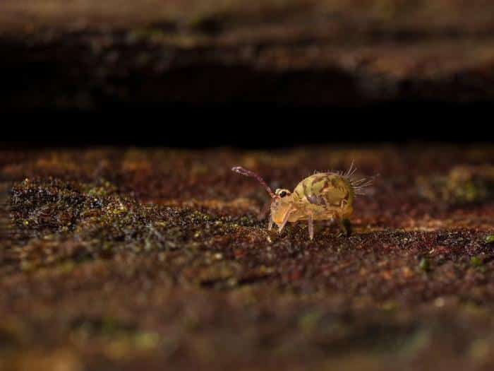 globular springtail insect dicyrtomina minuta m.jpg