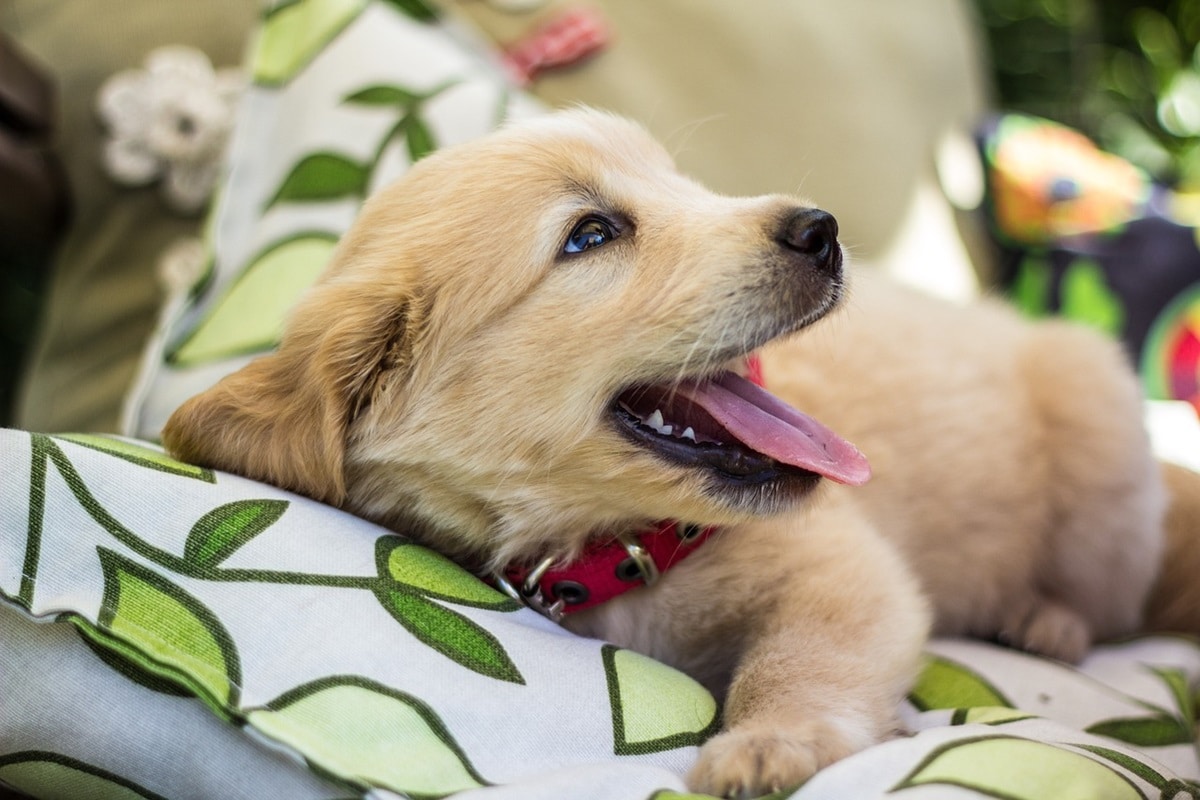 golden retriever.jpg