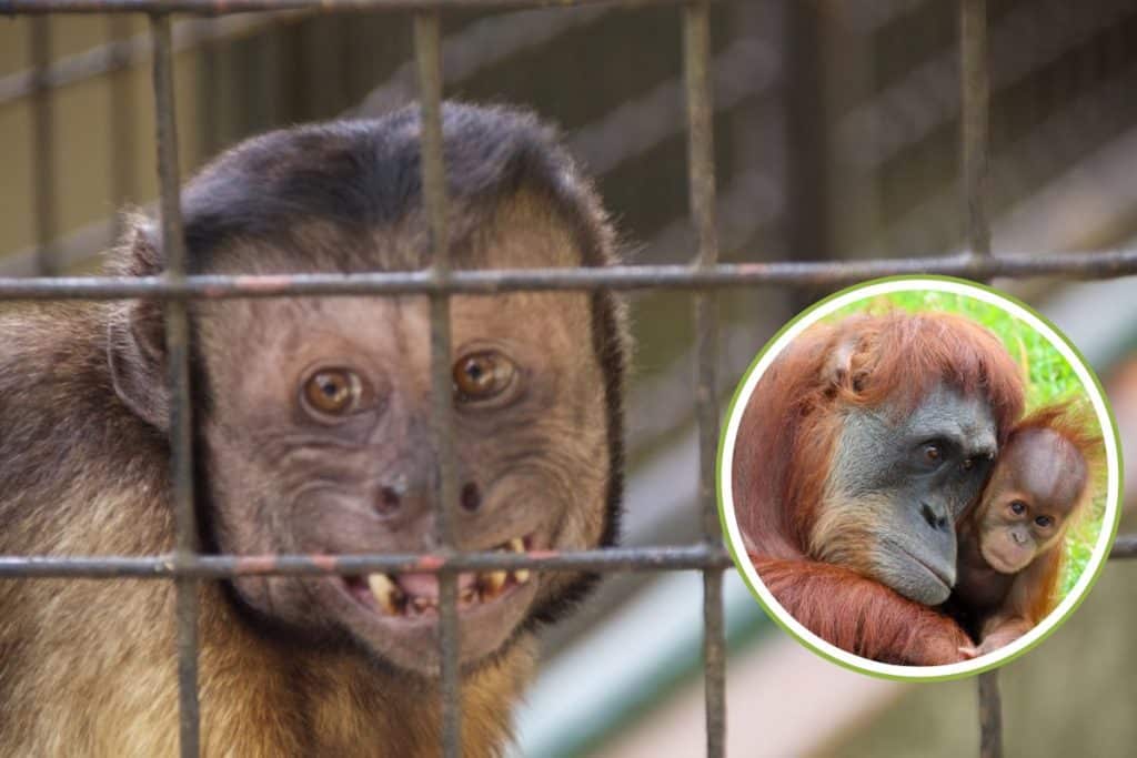 grandi scimmie zoo.jpg