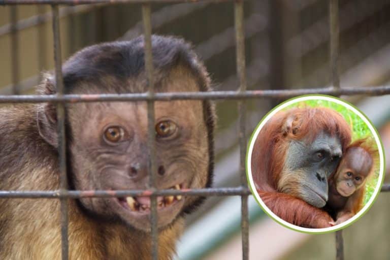 grandi scimmie zoo.jpg